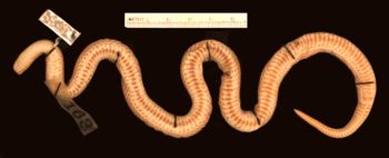 Media type: image;   Herpetology R-4538